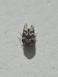 Carpet beetles can cause extensive damage of carpets and clothes; How To Get Rid Of The Carpet Beetle How I Get Rid Of