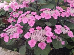 Image result for Ozoroa macrophylla