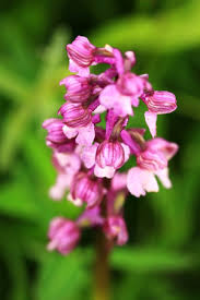 Image result for x Ruttyruspolia