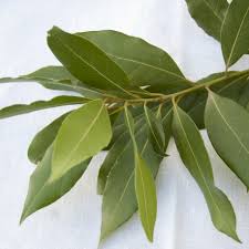 Boil enough water with a little garlic and bay leaves. Comprar Laurel Fresco En Rama Citrics El Pla