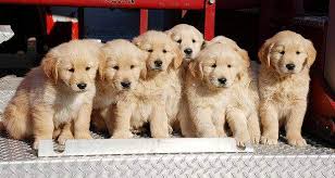 Adopt a golden retriever from as good as gold. Where Is The Best Place To Get A Golden Retriever