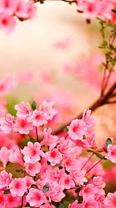 Nashi Lyubimye Cvety Spring Flowers Wallpaper Azalea Flower Flower Wallpaper