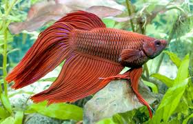 The body is dark usually varying from either blue or green. Betta Fish Facts Lovetoknow