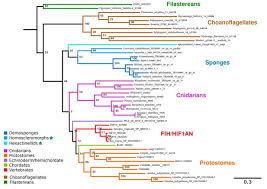 30 similarly, cd14 + monocytes from dm individuals were found in an. The Last Common Ancestor Of Animals Lacked The Hif Pathway And Respired In Low Oxygen Environments Elife