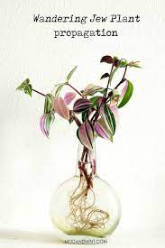 Pin On Indoor Gardening