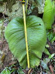 Image result for Streptocarpus sp.nov. aff. S. grandis