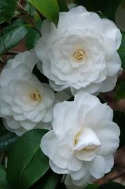 Camellia White By The Gate Shrubs In 2020 Evergreen Flowering Shrubs Flowering Shrubs Shrubs