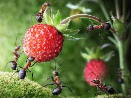 Was Tun Gegen Ameisen Ameisen Tier Fotos Tierbilder