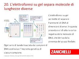 Nella cellula fa da innesco una breve catena di rna. Cristina Cavazzuti Daniela Damiano Biologia Cavazzuti Damiano Biologia