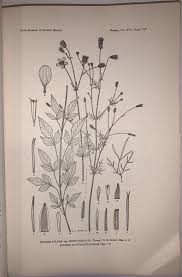 Image result for Bidens acuticaulis