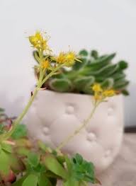 Elle fait plutôt plante grasse avec en ce moment de petites fleurs jaunes. Sedum Palmeri Une Plante Grasse Rustique Qui Fleurit En Hiver Lpqp
