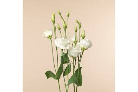 Established since 1959, we are passionate about flowers and keeping our customers happy. Fleurs