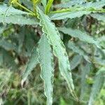 Image result for Psiadia punctulata