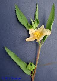 Image result for Sida acuta