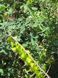 Image result for Crotalaria insignis
