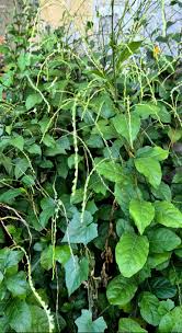 Image result for Petiveria