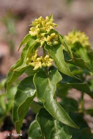 Image result for Vincetoxicum stenolobum