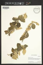 Image result for Sabicea bequaertii