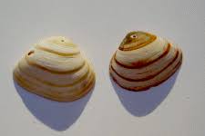 Sie finden einiges über die städte in einem reiseführer. Ohrringe Aus Muscheln Basteln
