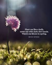 Pin By Danilo Aguilar On Spring Haiku Poems Flower Poem Haiku