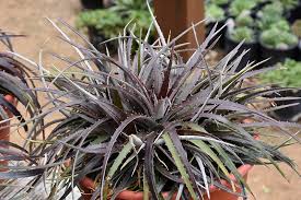Image result for Dyckia