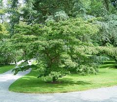 There are many species to choose from. Dogwood Tree Learn About Nature