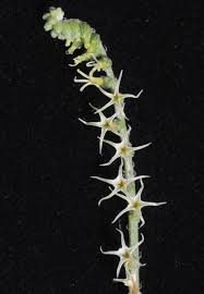 Image result for Heliotropium zeylanicum