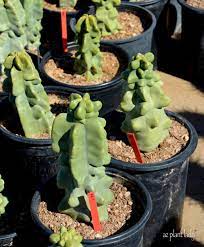 Once callused, the cutting should be potted up with cactus potting mix topped with a surface layer of coarse grit in which to place the cut end. Totem Pole Cactus Archives Ramblings From A Desert Garden