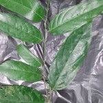 Image result for Diospyros gabunensis