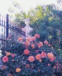 شجرة ورد و ورود plants tree blog posts