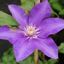 Maybe you would like to learn more about one of these? Fruhe Und Spate Waldreben Hybriden Mit Farbenprachtigen Grossen Bluten Clematis Online Kaufen