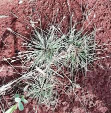 Image result for Bulbostylis hispidula