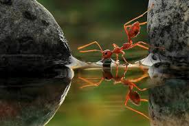 Amazing Insekten Tiere Tierisch