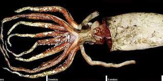 While not as heavy as a colossal squid, the biggest giant squid was 49 feet (14.9 meters) long, longer than a semitrailer. Photos Show The Mysterious Giant Squid Over 150 Years Of Discovery