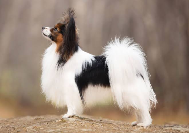 Papillon | Dog, Temperament & Size | Britannica
