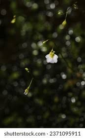 Image result for Utricularia striatula