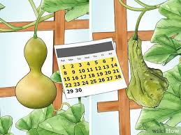 Bitter gourd or karela as it is popularly known is a vegetable that is an excellent source of vitamin c and vitamin k. How To Grow Gourds With Pictures Wikihow