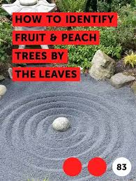 Nuts, pine cones and seed pods are all kinds of tree fruit. Learn How To Identify Fruit Peach Trees By The Leaves How To Guides Tips And Tricks Wooden Flower Boxes Flower Boxes Simple Flower Bed