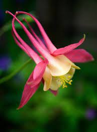 Pin On Gardening