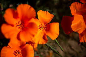 The flowering cherries of washington, d.c., the redbuds around lake michigan, the saucer magnolias of the san i'm showing my california bias by including it here; California Wildflowers How To Catch The Spring Blooms The New York Times
