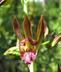 Image result for Eulophia dactylifera