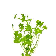 Image result for Hydrocotyle