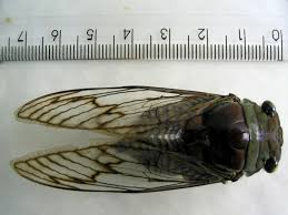 It feeds on a variety of trees and bushes. Brazil Cicada Mania