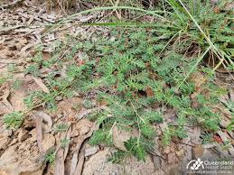Image result for Indigofera bainesii