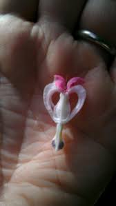 The Inside Of A Bleeding Heart Flower Bleeding Heart Flower Flower Heart Beautiful Flowers
