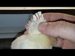 Civciv Sesi Voice Of A Day Old Broiler Chick Ross 308 Youtube
