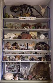Fossil Display Rock Collection Display Fossils Displaying Collections