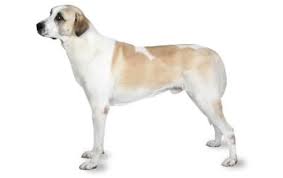 Anatolian Shepherd Dog Breed Information Pictures