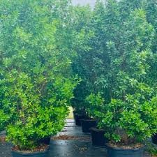 Image result for Conocarpus erectus