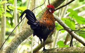 We did not find results for: 6 Ciri Ciri Ayam Dan Habitatnya Berdasarkan Jenis Ayam